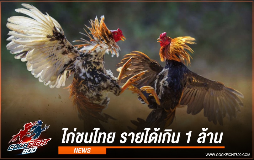 ส่องตำนานยุคทองของ “ไก่ชน” ในประเทศไทย รายได้มากกว่า 1 ล้านบาท